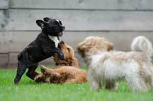 Information zur Hundesteuer